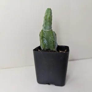 Bubblegutz cactus grafted to Myrtillocactus monstrose