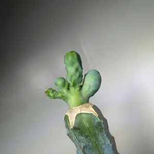 Bubblegutz cactus graft from Bubblegut Etsy listing