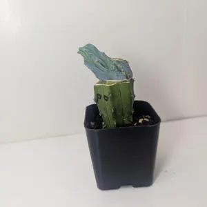 El Chapo's Escape cactus from Bubblegut Etsy listing
