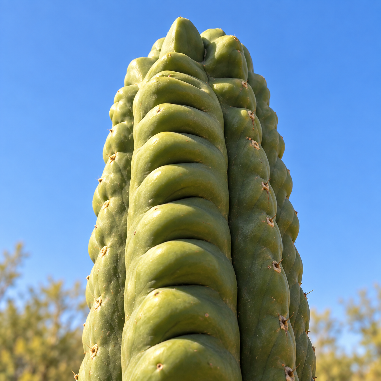 Illustrative rendering of Espiritu cactus