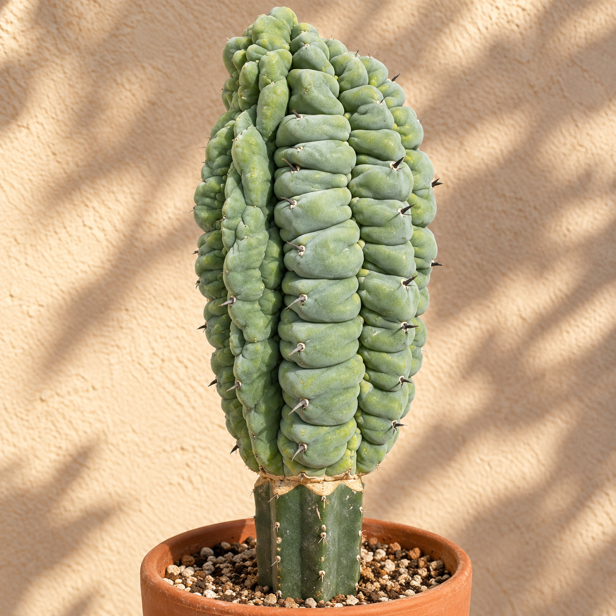 Illustrative rendering of Glorp cactus