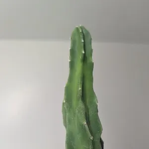 Totem Pole cactus from Bubblegut Etsy listing